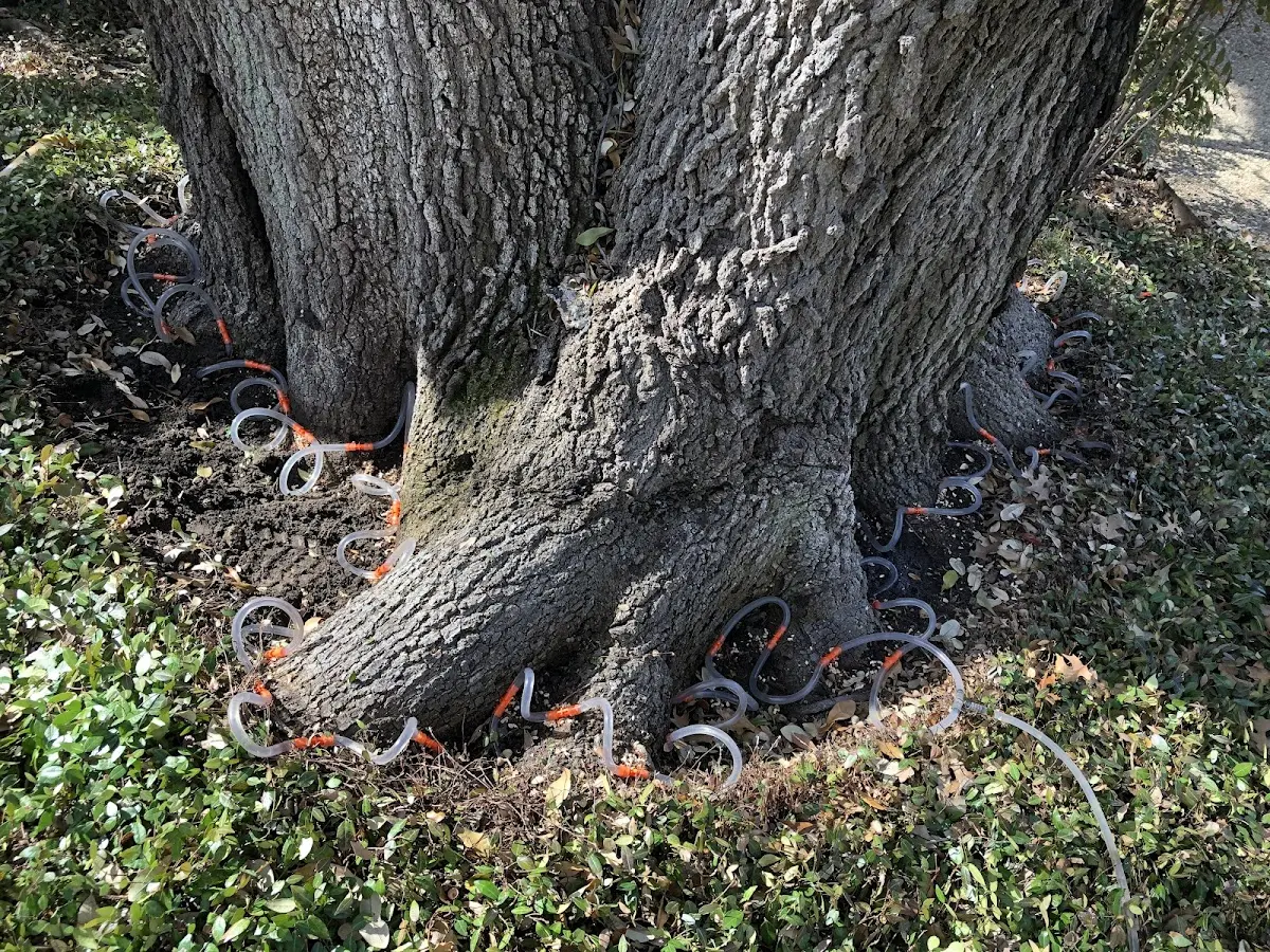 Detailed Tree Cabling and Bracing job site in Forestport