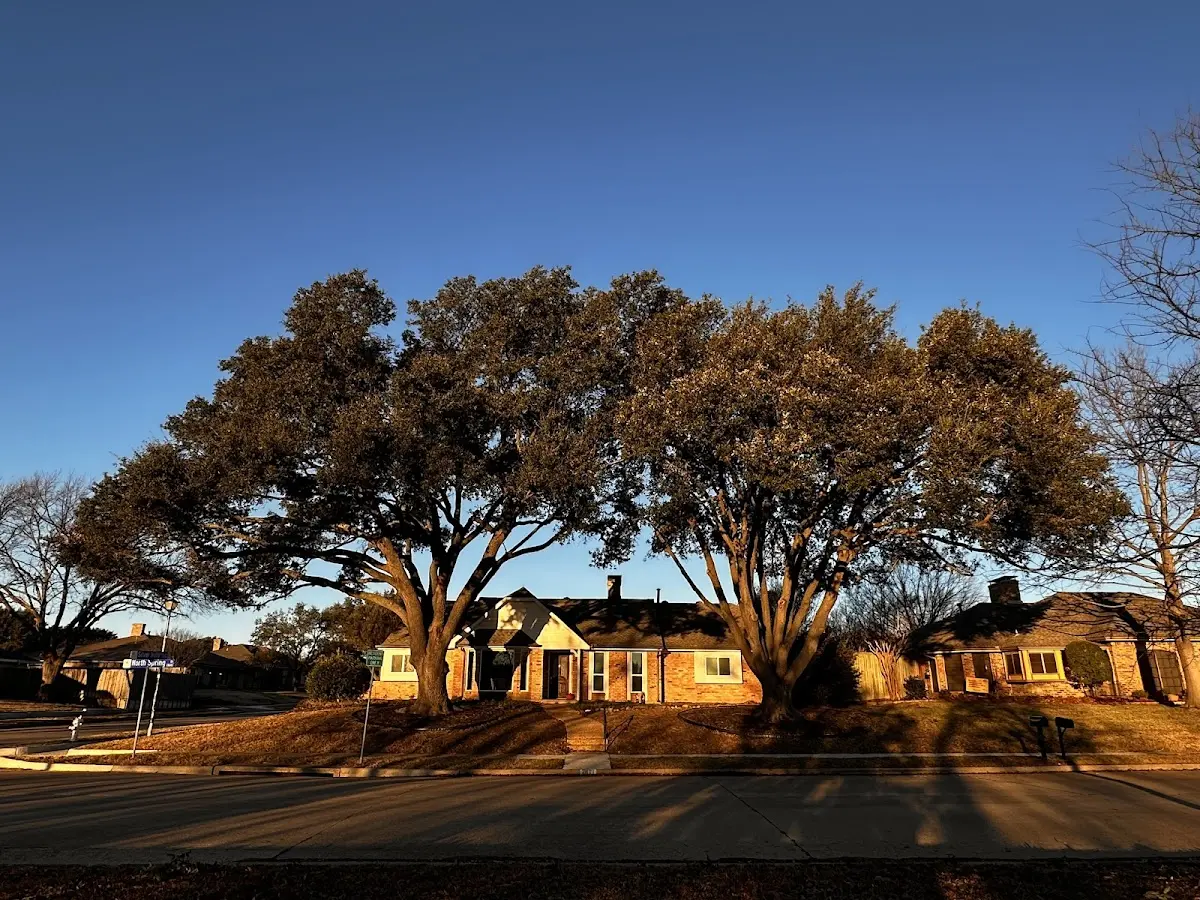 Established residential canopy tree shading a home in Forestport